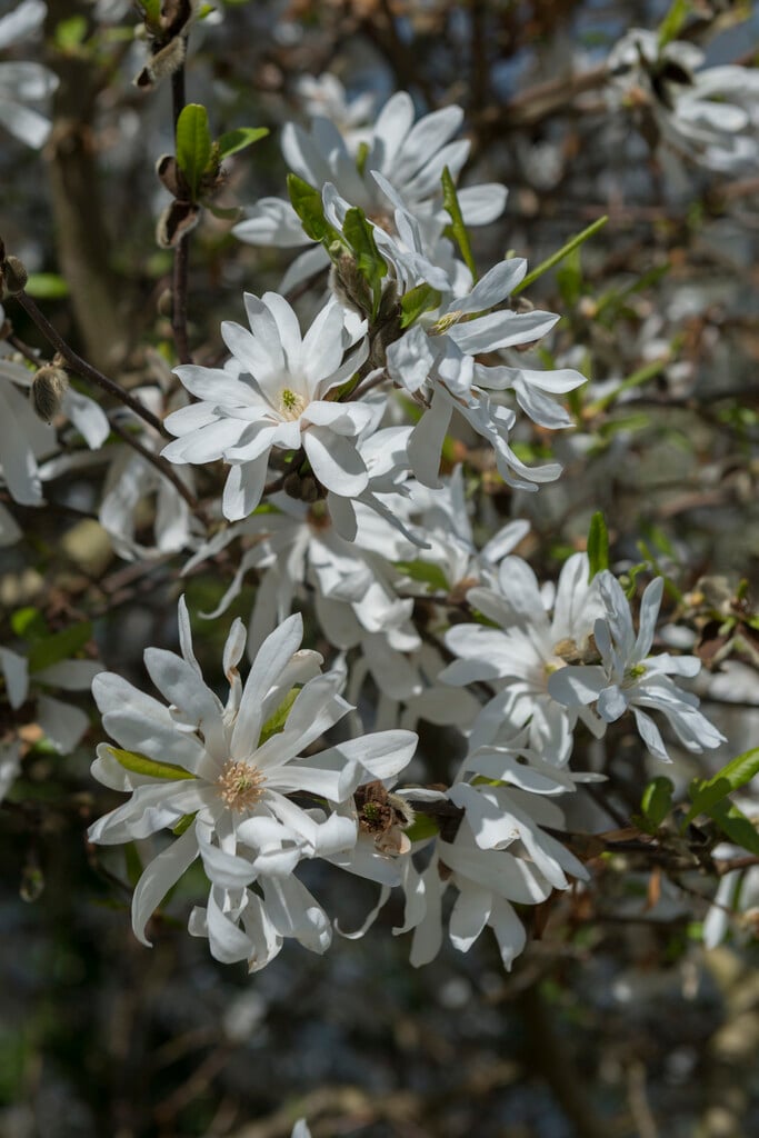 magnolia 'Encore'
