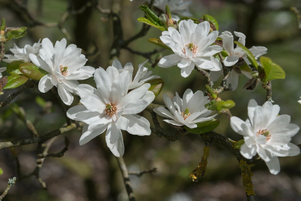 magnolia 'Mag's Pirouette'