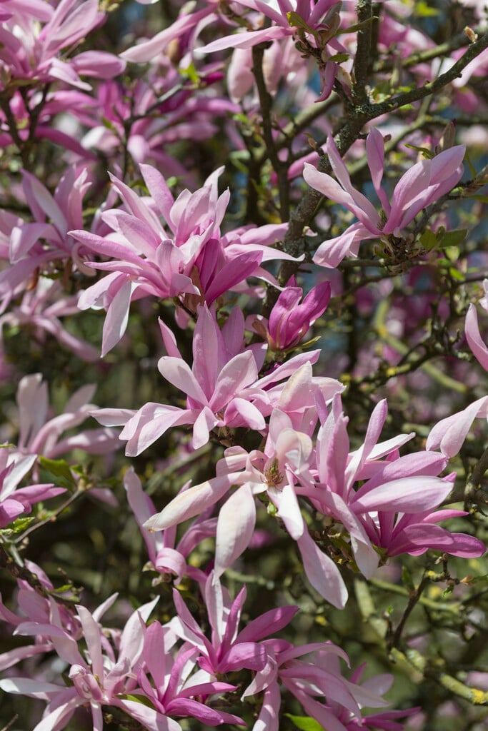 magnolia 'Ricki'
