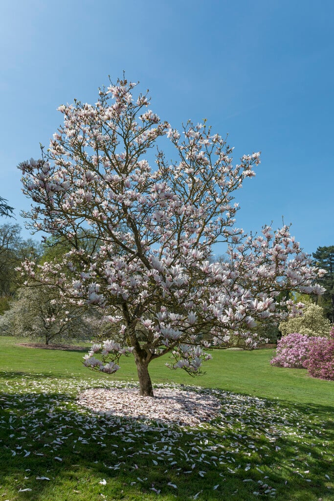 magnolia 'Peppermint Stick'