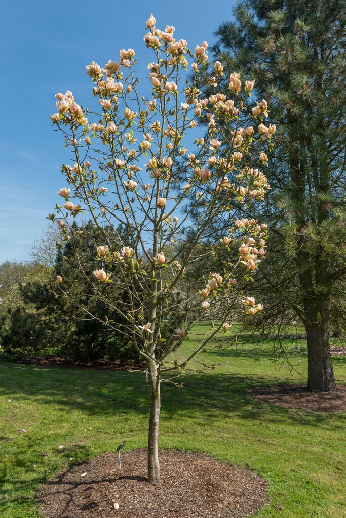 magnolia 'Apricot Brandy'
