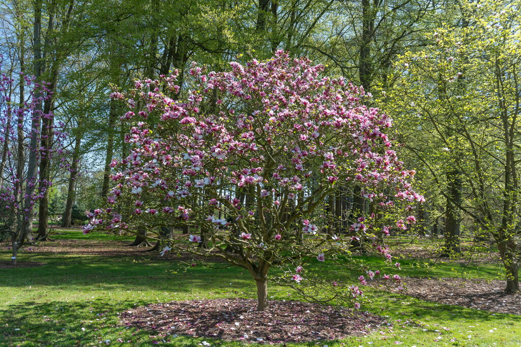 magnolia 'Pickard's Garnet'