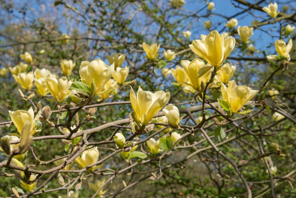 magnolia 'Yellow Bird'