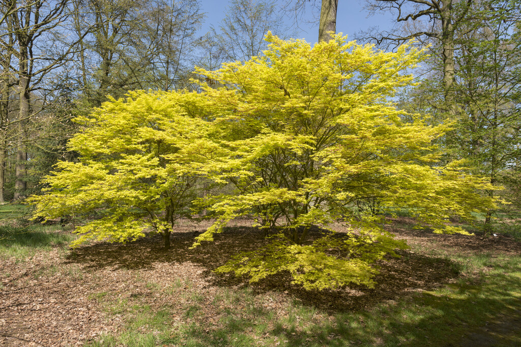 Japanese maple 'Katsura'