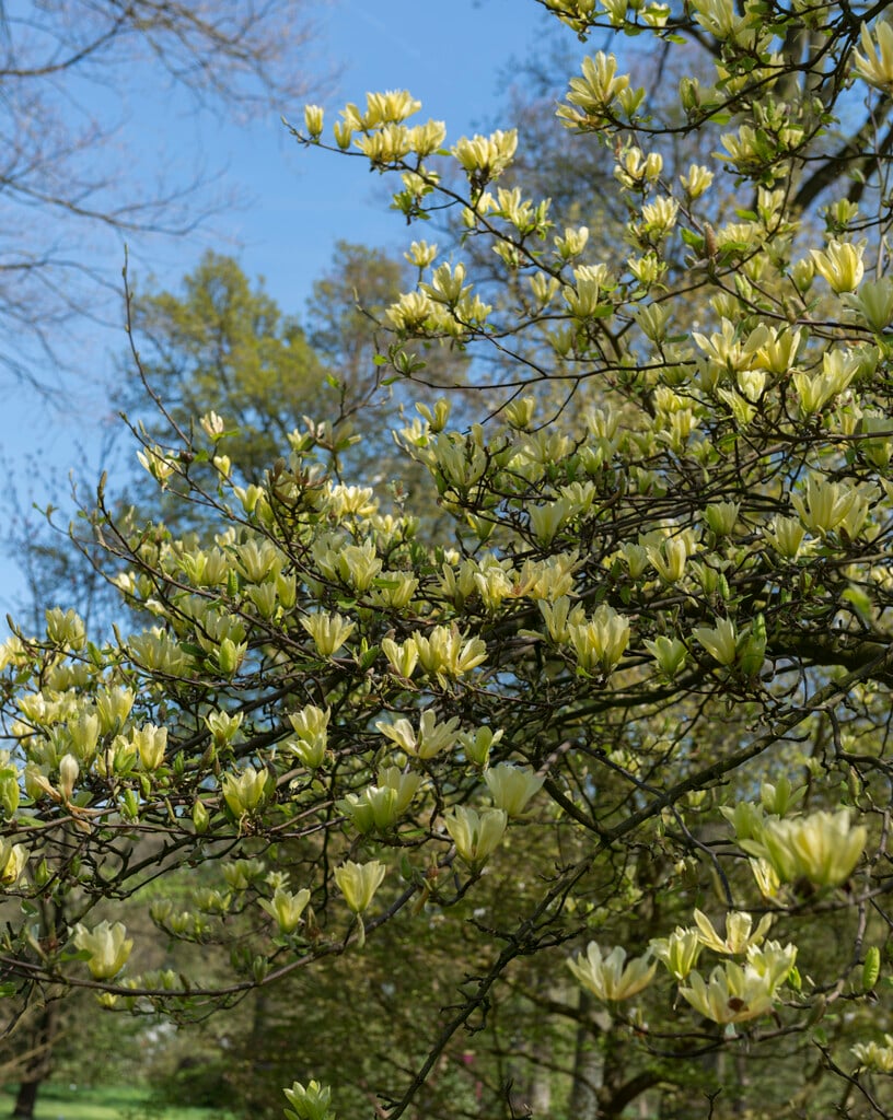 magnolia 'Butterflies'