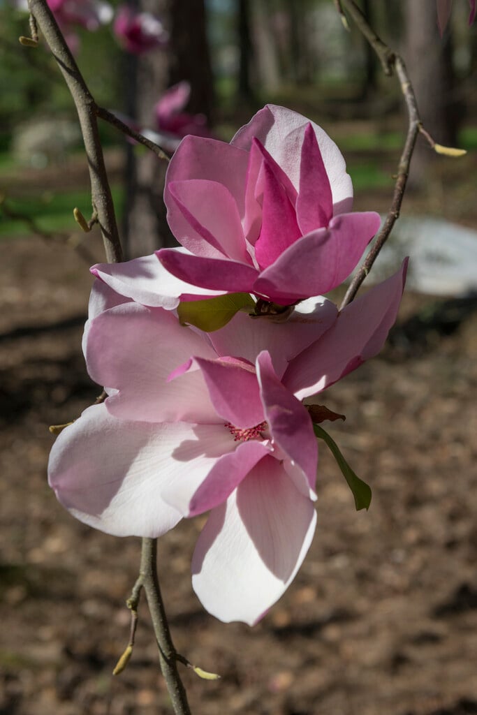 magnolia 'Frank's Masterpiece'