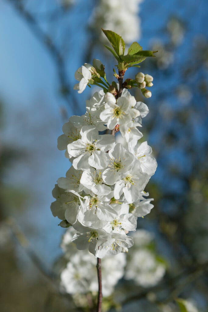 Duke cherry 'Schnee'