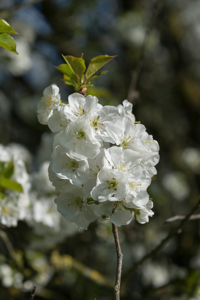 Duke cherry 'Schnee'