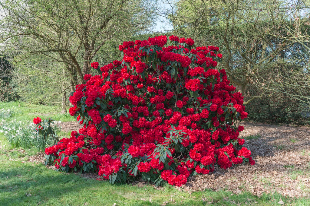 Rhododendron 'Taurus'|rhododendron 'Taurus'/RHS Gardening