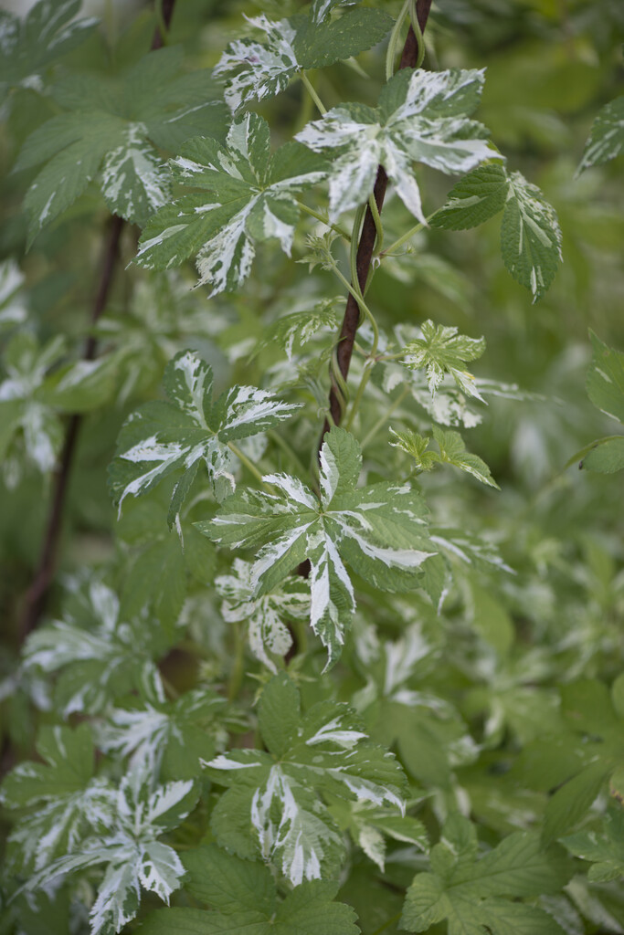 variegated Japanese hop