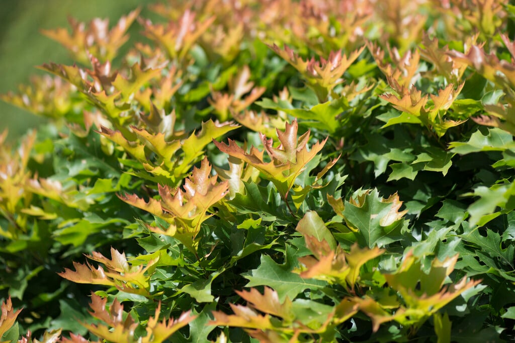 pin oak 'Green Dwarf'