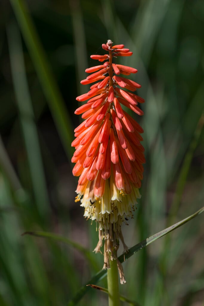 Kniphofia &Flamenco& | red-hot poker &Flamenco& Herbaceous Perennial/RHS