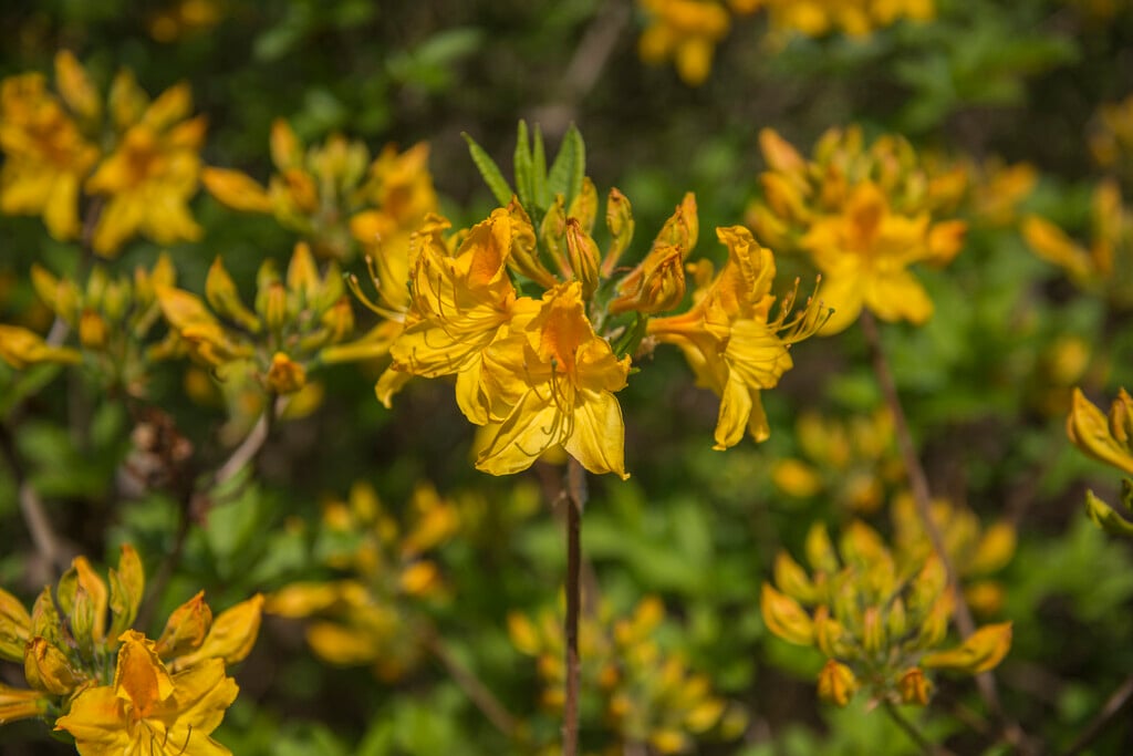 rhododendron 'Golden Oriole'