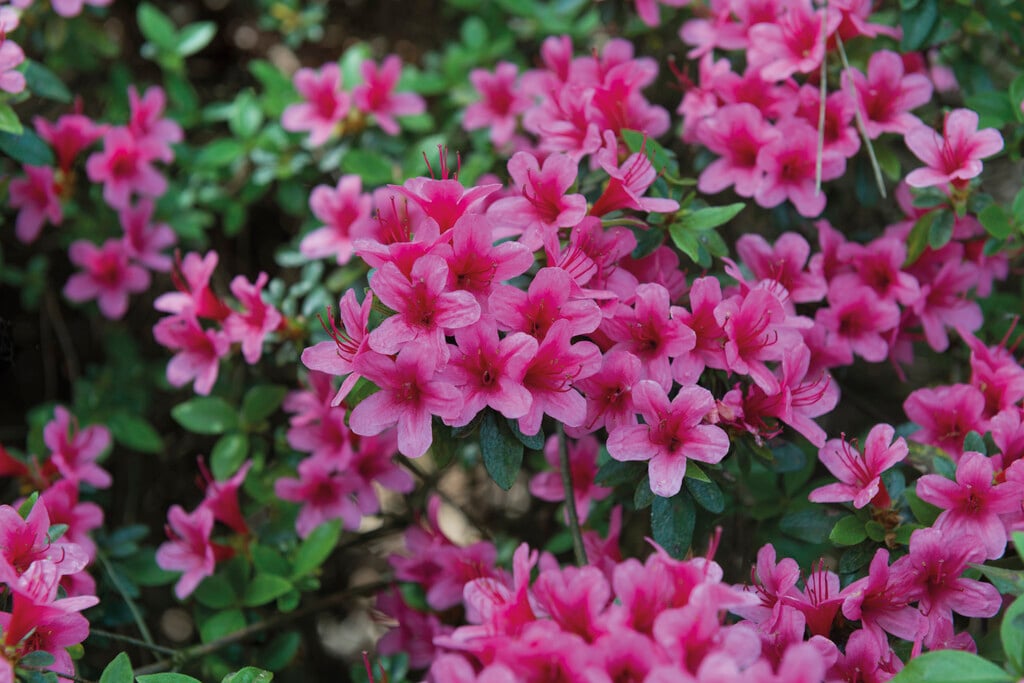 rhododendron 'Rosalind'