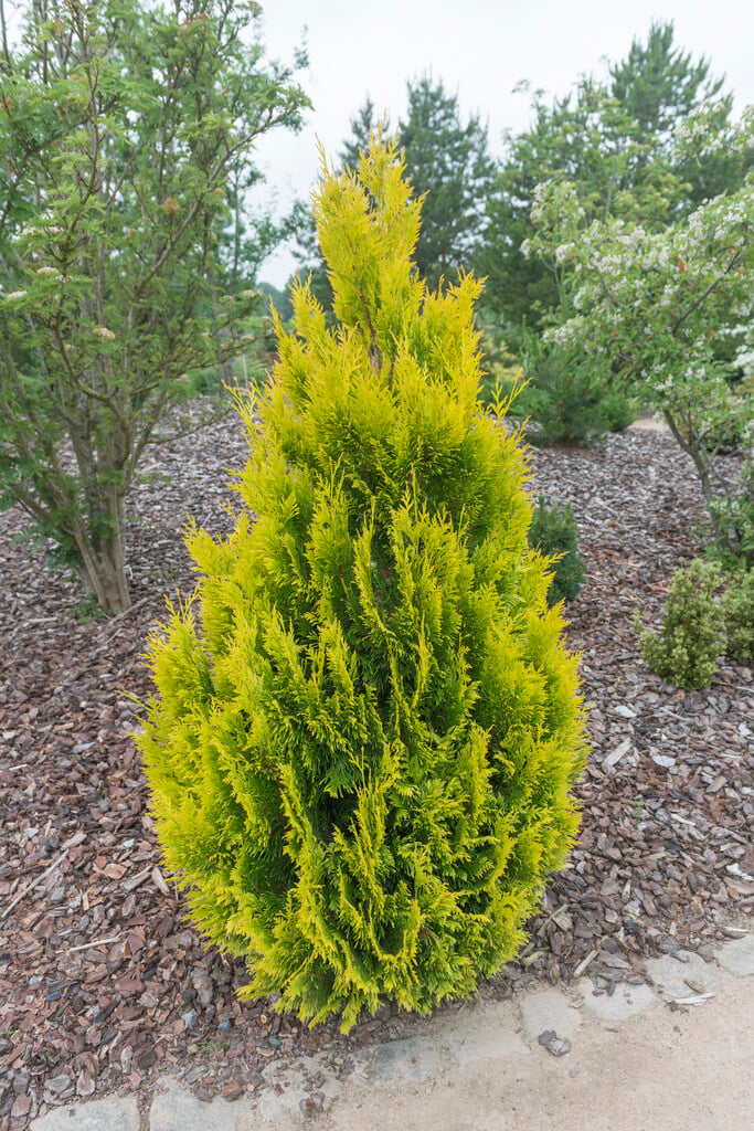western red cedar [Goldy]