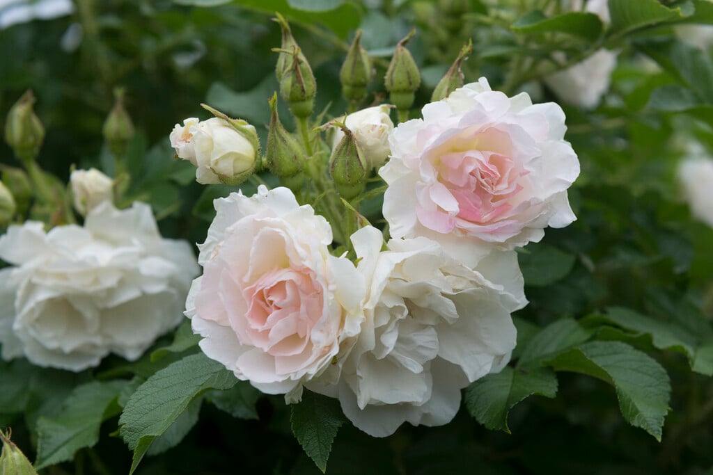 common moss rose