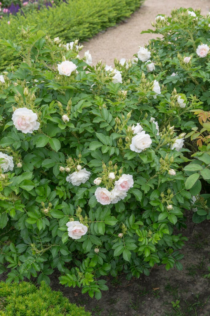 common moss rose