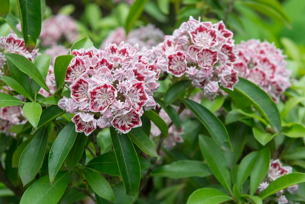 <i>Kalmia</i> <i>latifolia</i> 'Carousel'