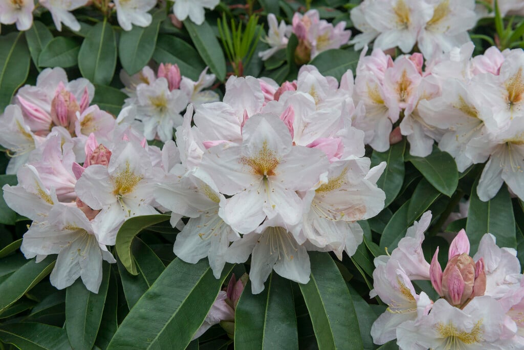 rhododendron 'James Burchett'