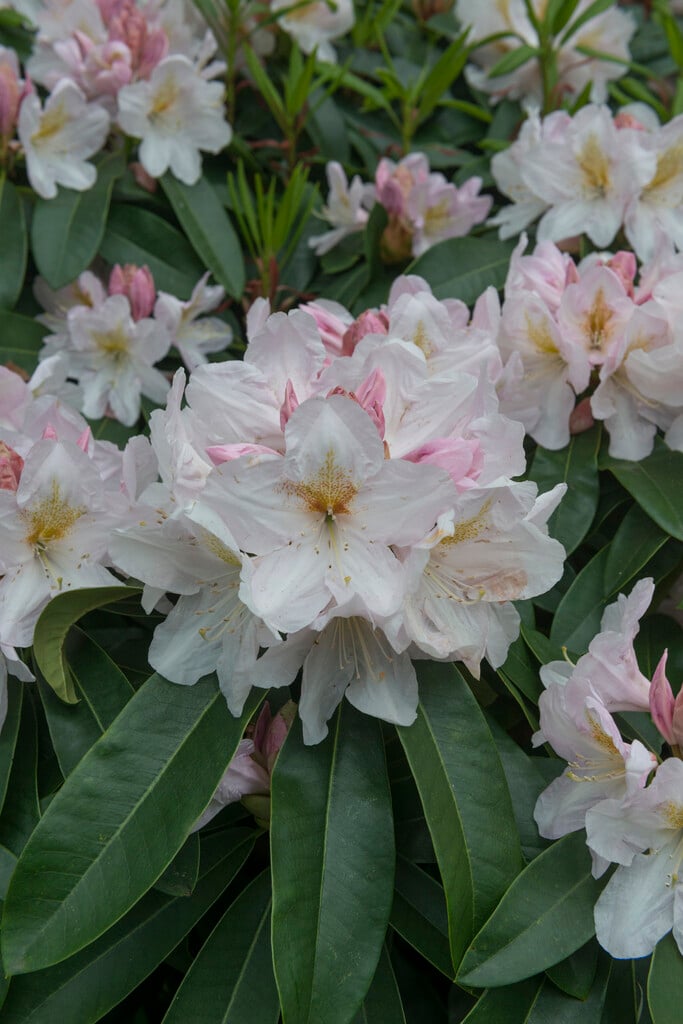 rhododendron 'James Burchett'