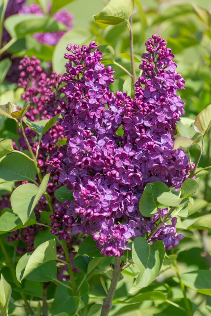 lilac 'Sarah Sands'