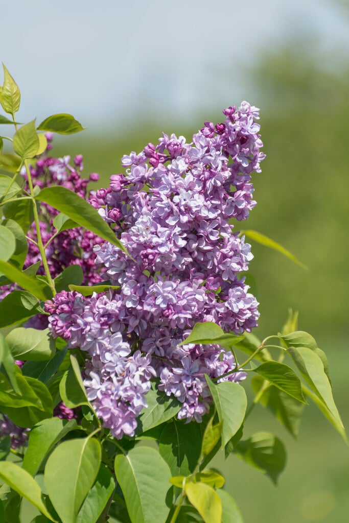 lilac 'Paul Deschanel'