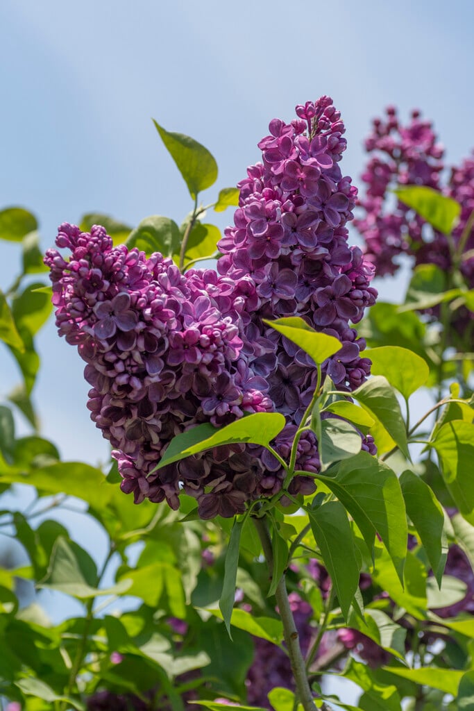 lilac 'Masséna'