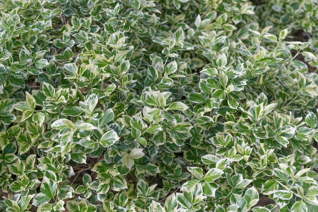 spindle 'Silver Queen'