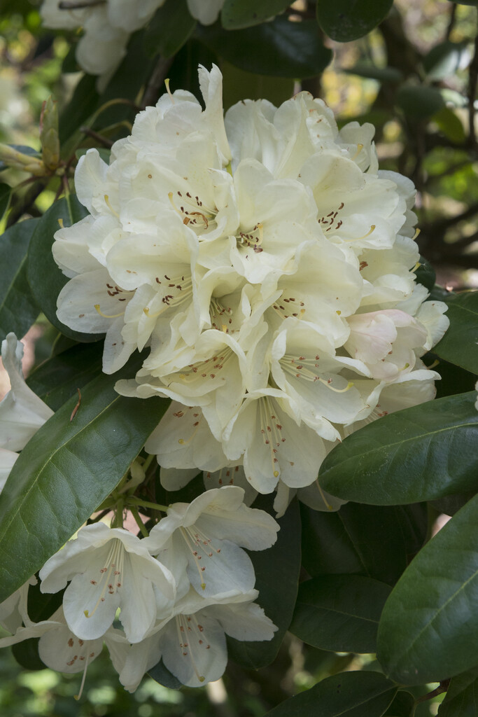 rhododendron 'Bellini'