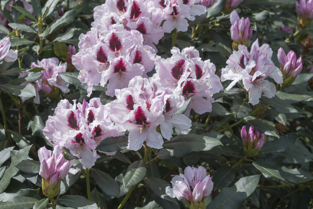 rhododendron 'Sapporo'
