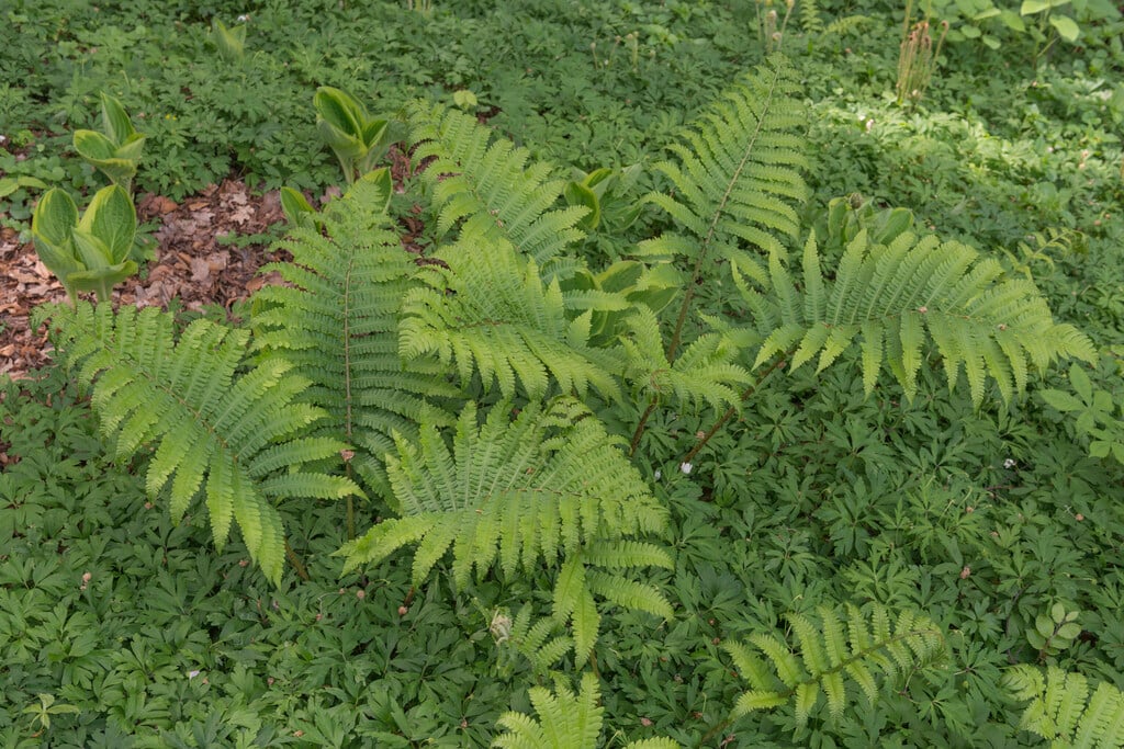 Oriental ostrich fern