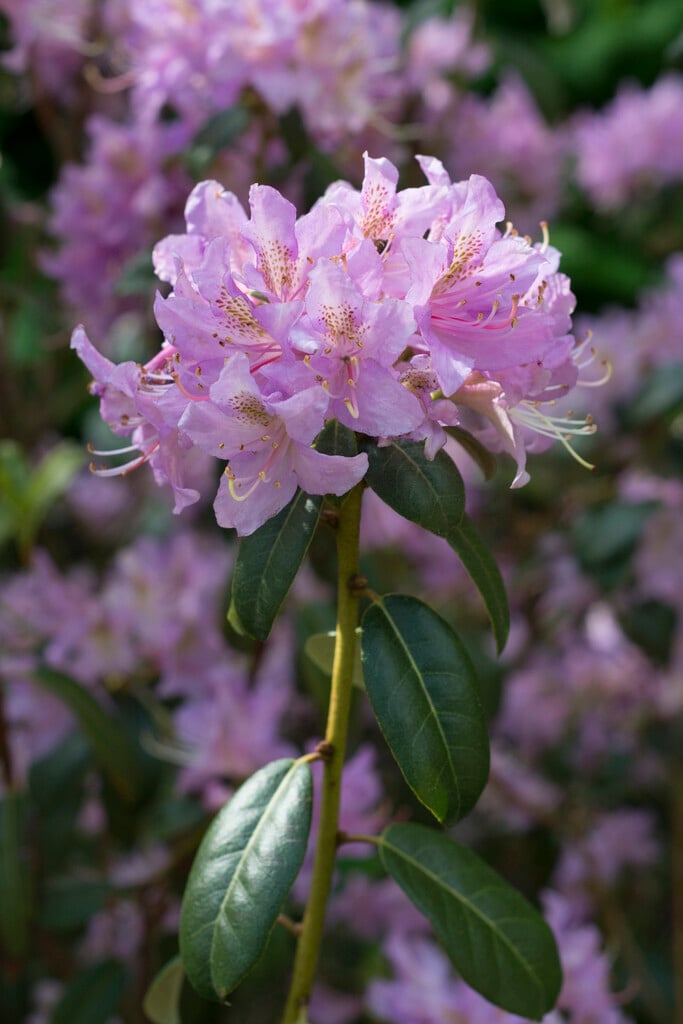 <i>Rhododendron</i> <i>searsiae</i>