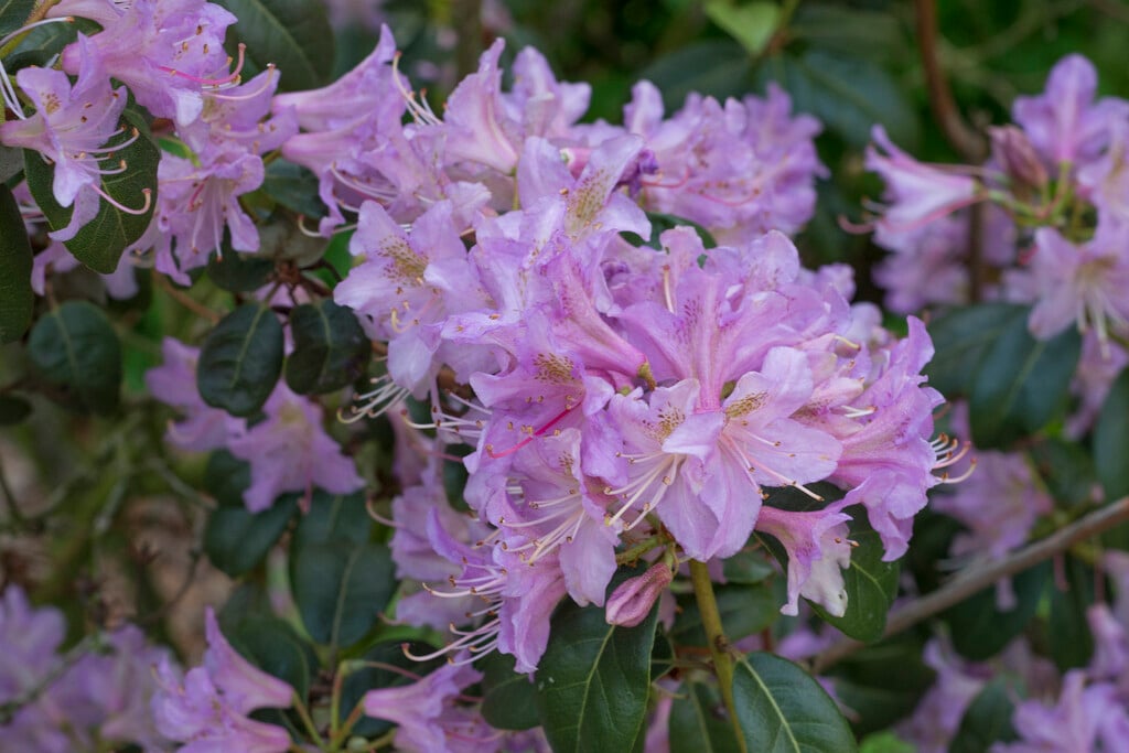 <i>Rhododendron</i> <i>searsiae</i>