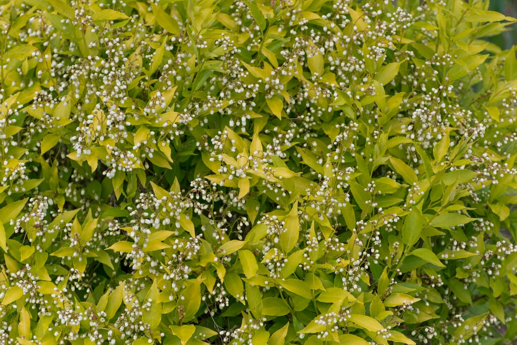 <em>Deutzia</em> <em>gracilis</em> 'Aurea'