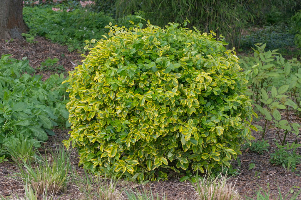spindle 'Canadale Gold'