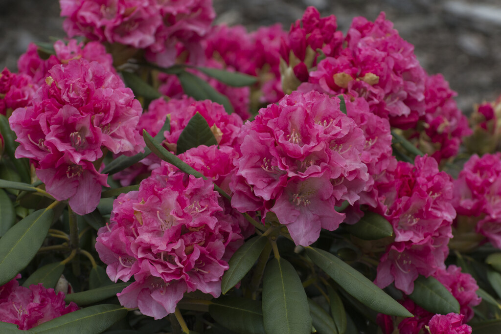 rhododendron 'Sonatine'