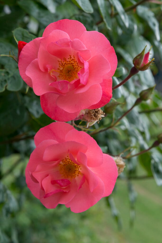 <i>Rosa</i> 'Northern Lights' (HT)
