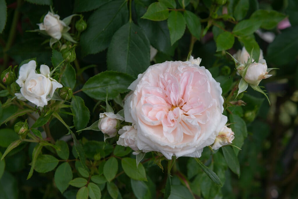 rose [Sabrina]