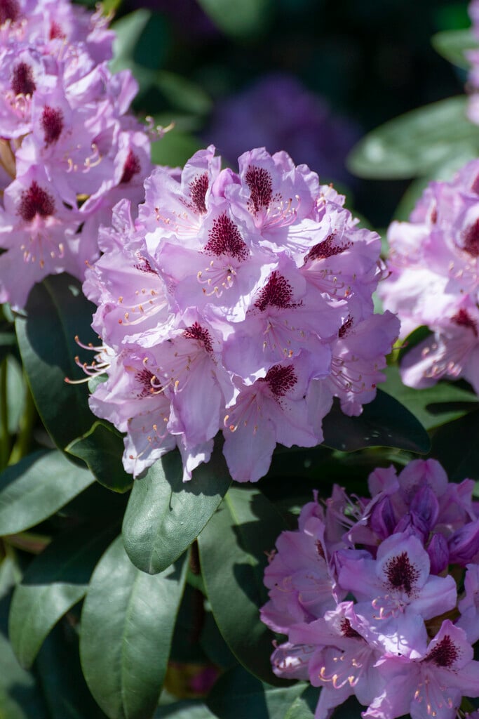 rhododendron 'Humboldt'