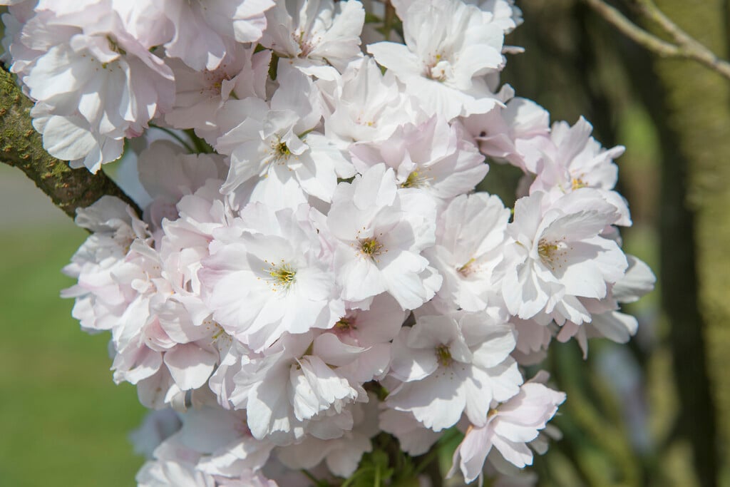 cherry 'Amanogawa'