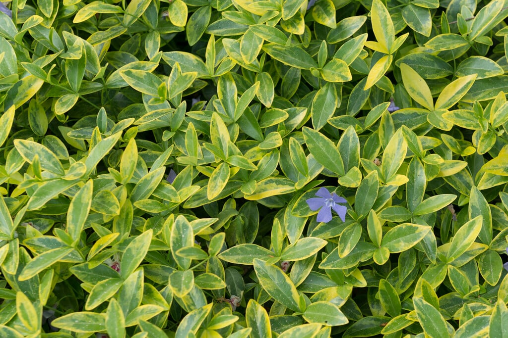 lesser periwinkle 'Aureovariegata'