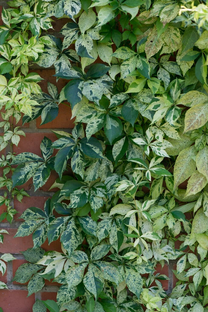 Virginia creeper [Star Showers]