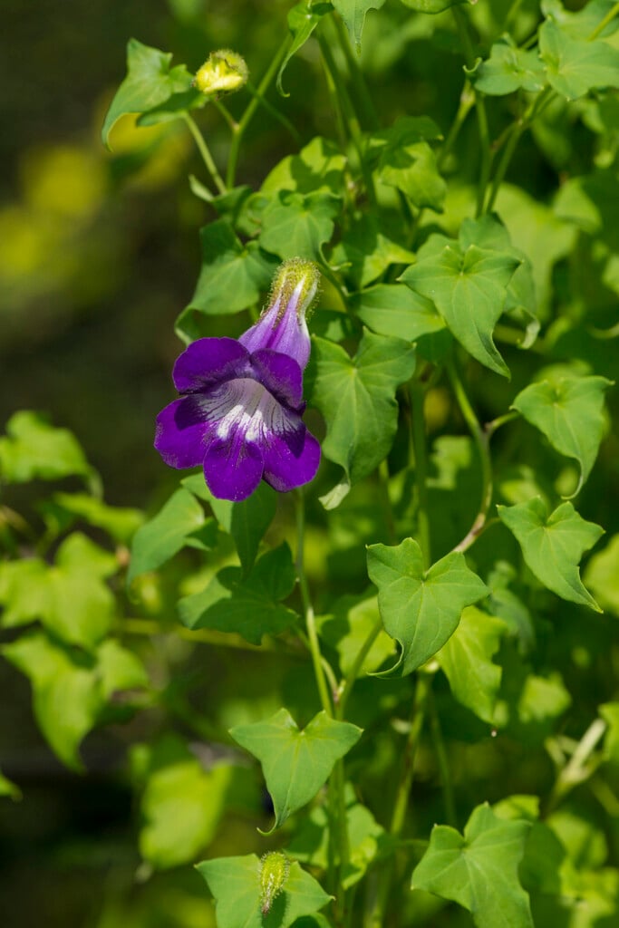 climbing foxglove