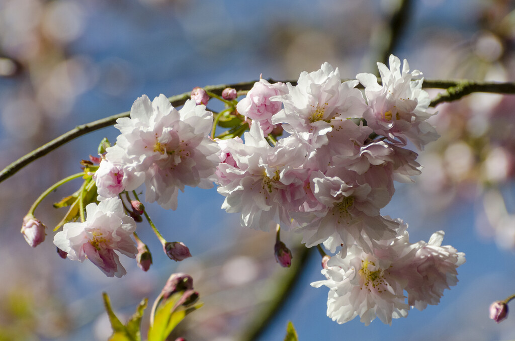 <i>Prunus</i> × <i>subhirtella</i> 'Dahlem'