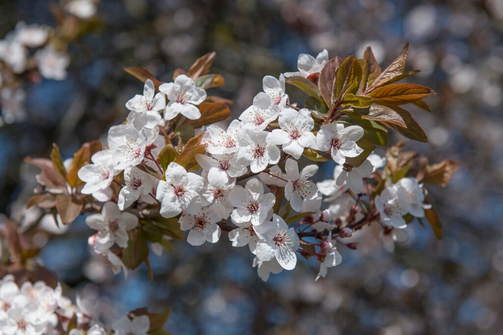 cherry plum 'Woodii'