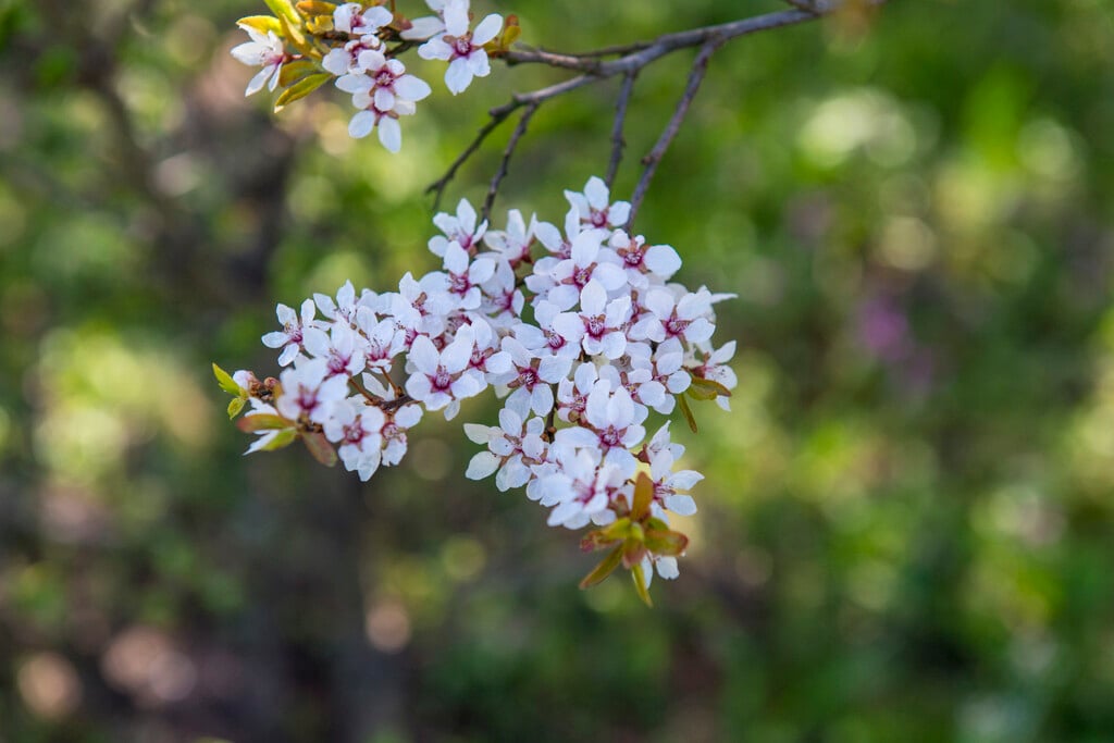 cherry plum 'Hessei'