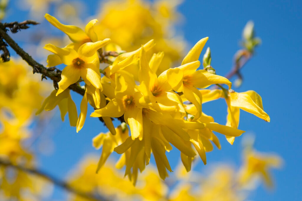 forsythia 'Spectabilis'