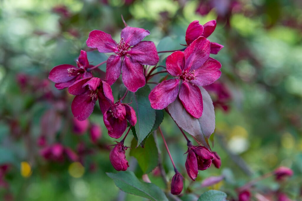 crab apple 'Royalty'