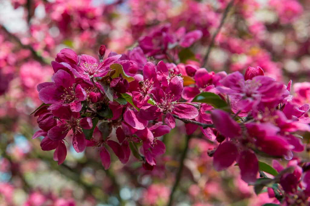 crab apple 'Lemoinei'