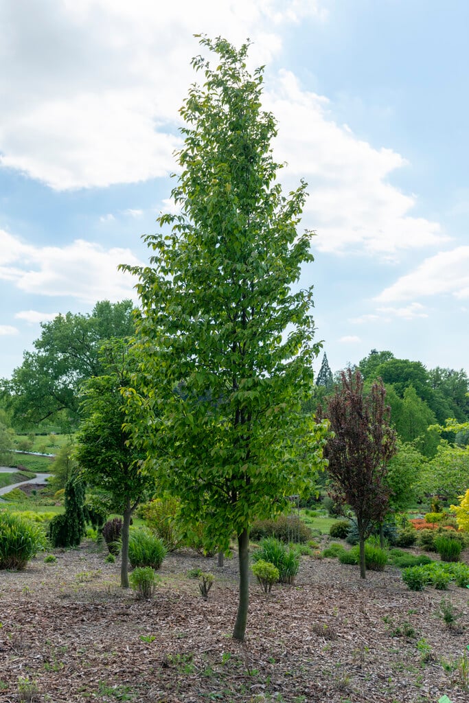American hop hornbeam